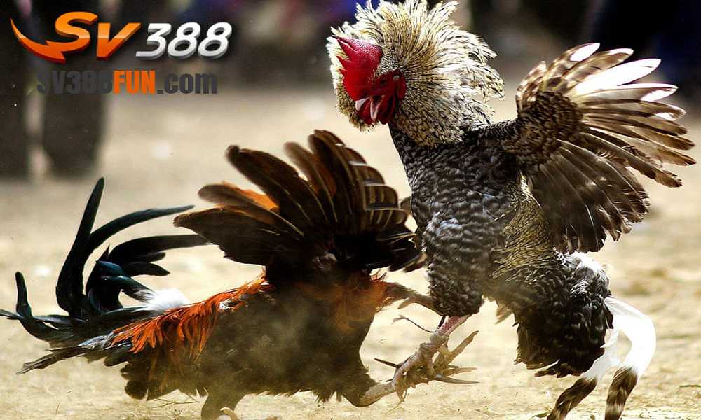 Dịch vụ hỗ trợ khách hàng của Xs88 có đáp ứng được nhu cầu không? - Xs88
